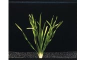 Vallisneria Torta bos