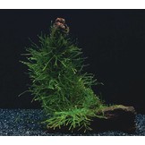 Versicularia Dubyana en Microsorium Pteropus op kokos