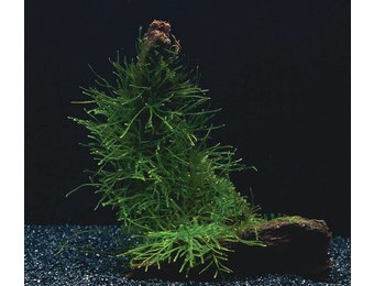 Versicularia Dubyana en Microsorium Pteropus op kokos