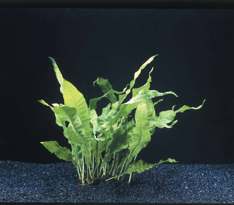 Versicularia Dubyana en Microsorium Pteropus op kokos