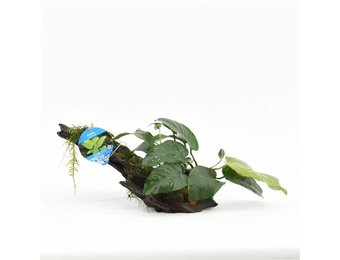Anubias Driftwood small