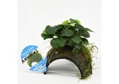 3-gaats kokosnoot met anubias