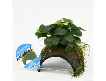 3-gaats kokosnoot met anubias