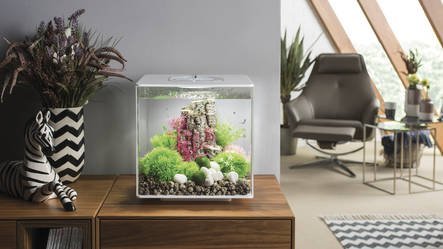 Cube 30 LED Clear