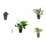 Plantenpakket Extra Small 1
