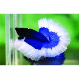 Betta Biogold 20 gram