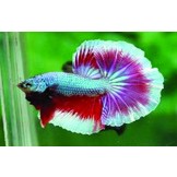 Betta Biogold 20 gram