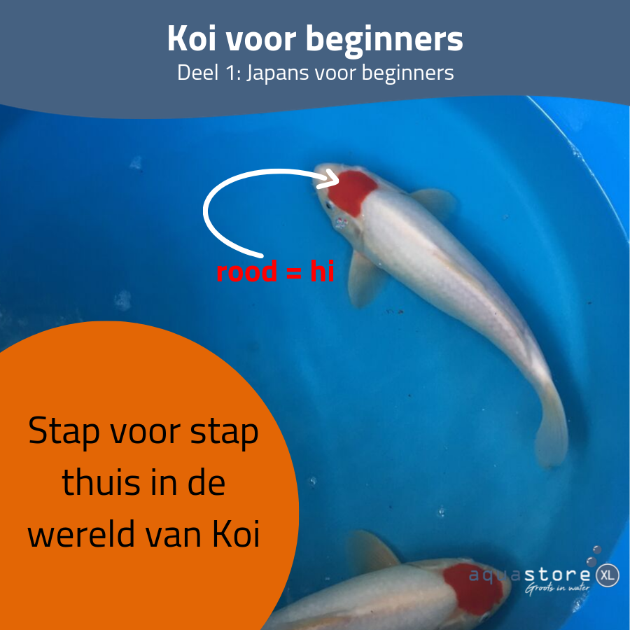 Japans voor koi beginners