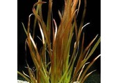 Vallisneria Spiralis Rood bos