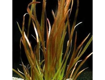 Vallisneria Spiralis Rood bos