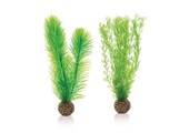 Green feather fern