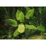 Echinodorus Impai - Extra Groot