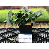 Anubias Nana - Extra Groot