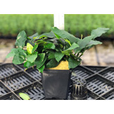 Anubias Nana - Extra Groot