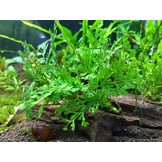 Bolbitus Heudelotti - Extra Groot