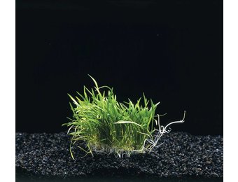 Lileaopsis Novae- Zelandiae op matje