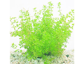 Micranthemum tweediei op matje