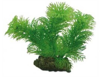 Plant Egeria 13cm