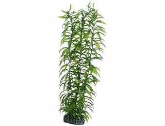 Plant Heteranthera 34cm
