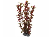 Plant Rotala 30cm