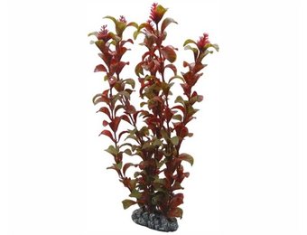Plant Rotala 30cm
