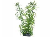 Plant Heteranthera 25cm