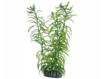 Plant Heteranthera 25cm
