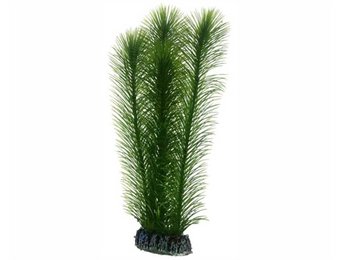 Plant Mayaca 25cm