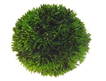 Aqua Plant Bal 9cm