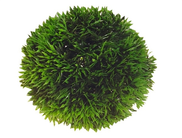 Aqua Plant Bal 9cm