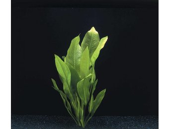 Echinodorus Bleheri - Extra Groot