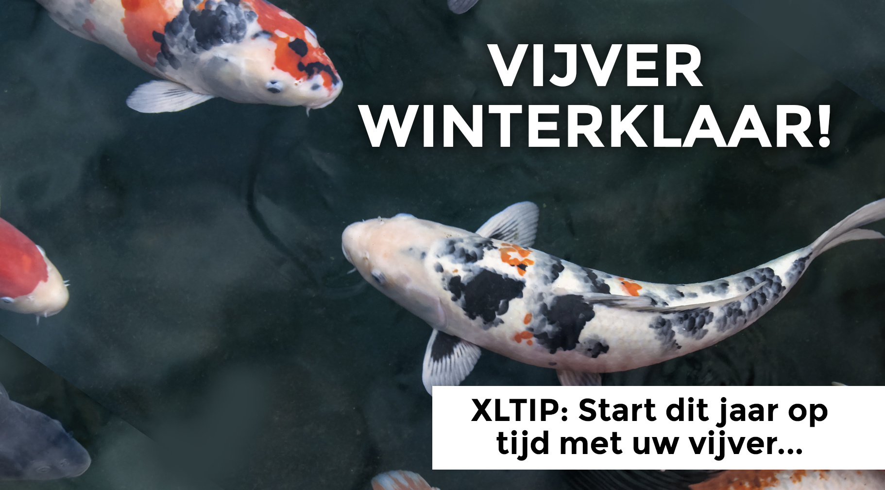 Maak in 3 stappen uw vijver winterklaar