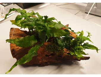 Driftwood L met 3 planten