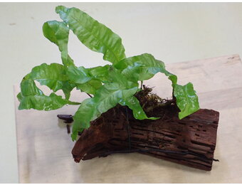 Driftwood M met Microsorum Pteropus