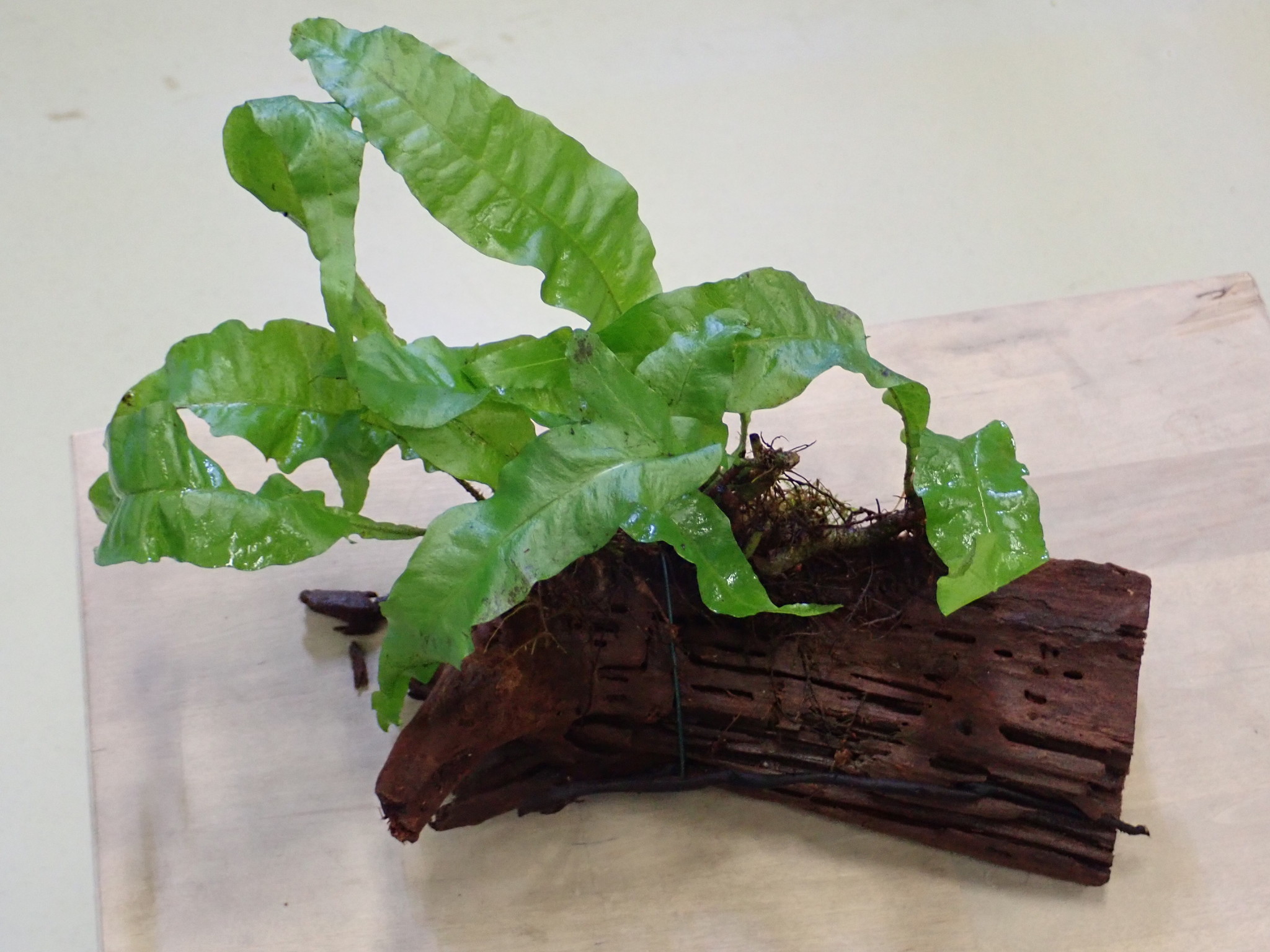 Driftwood M met Microsorum Pteropus
