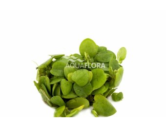 Limnobium Laevifolium - Drijfplant in bakje