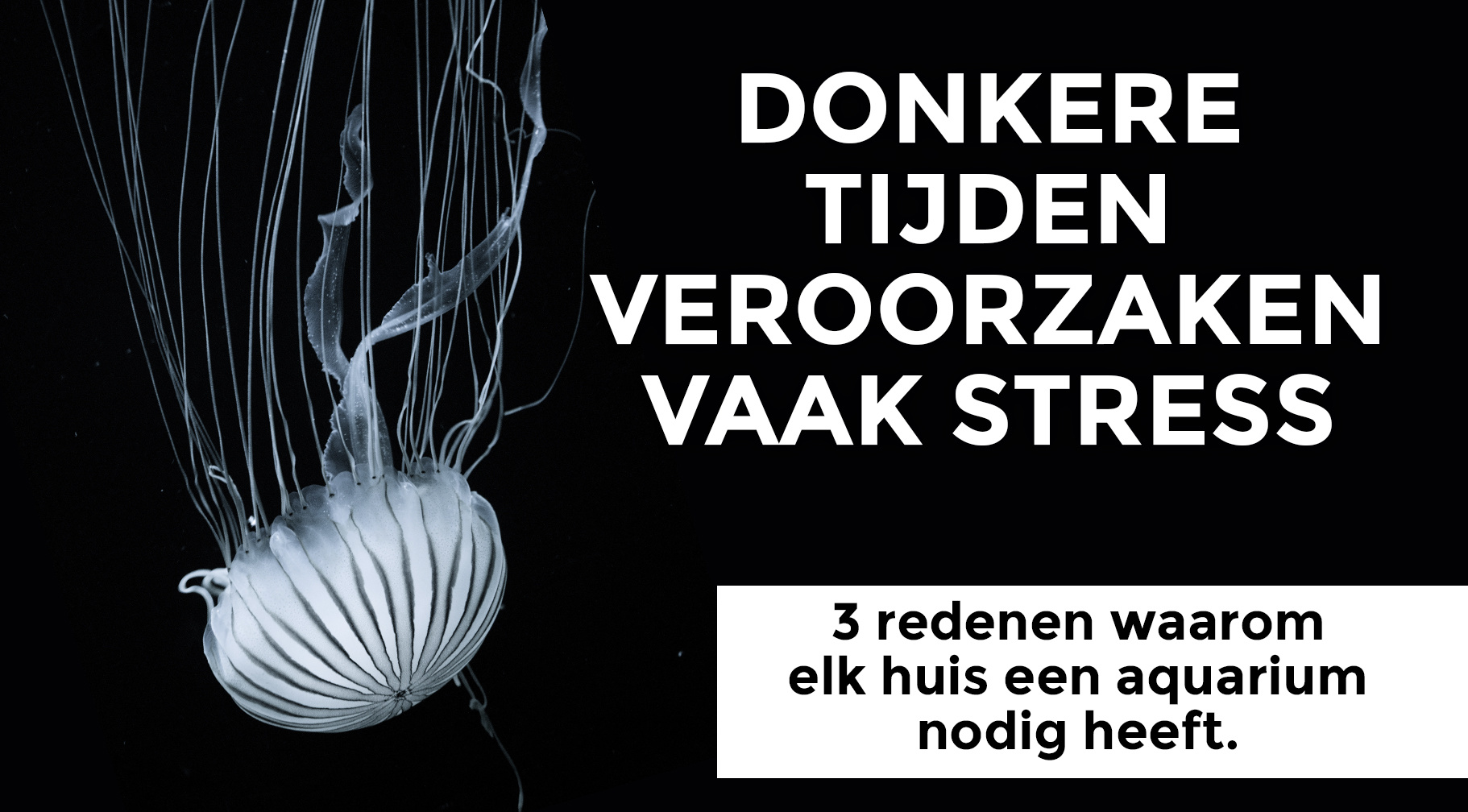 Redenen waarom elk huis een aquarium nodig heeft!