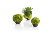 Koraalbal set groen