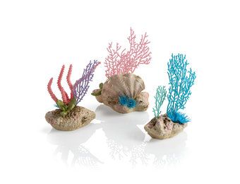 Koraalwaaiers & Schelpenset
