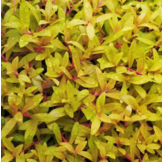 Nesaea Pedicellata "GOLDEN SPECIAL" in bakje