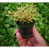 Nesaea Pedicellata "GOLDEN SPECIAL" in bakje