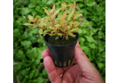 Nesaea Pedicellata "GOLDEN SPECIAL" in bakje