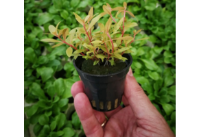 Nesaea Pedicellata "GOLDEN SPECIAL" in bakje