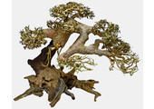 Bonsai Driftwood L