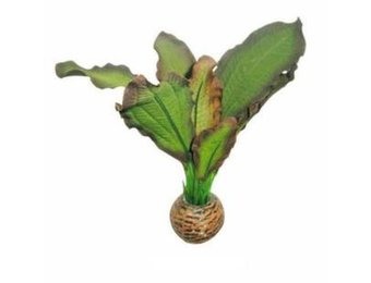 Easy plants voorgrond 13cm NR.3