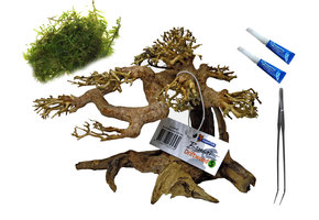 Voordeel Aquarium Bonsai Bundel