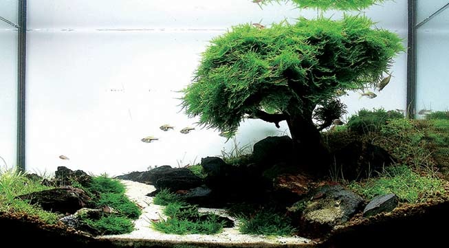 aquarium bonsai bundel - AquastoreXL