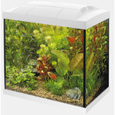 Start 30 Tropical Kit Wit