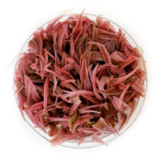 Cryptocoryne Wendtii ‘Flamingo’ in vitro