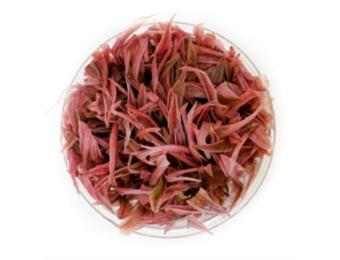 Cryptocoryne Wendtii ‘Flamingo’ in vitro